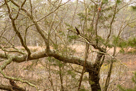 An Unusual Sideways Tree growing in unique one of a kind beauty. This tree shows you can choose to be different and still strive to be alive.の写真素材