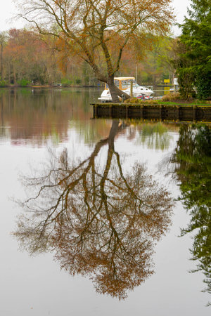 A tree's reflection in the lake water makes you wonder in new perspectives.の写真素材
