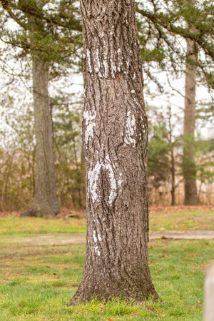 A tree with patches of mold growing on it.の写真素材