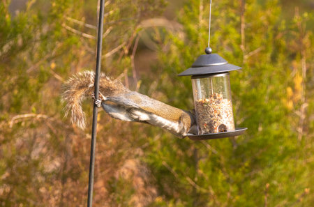 A grey squirrel stretching from pole to bird feeder with large testiclesの写真素材
