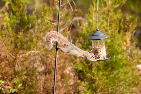 A grey squirrel stretching from metal pole to bird feeder to get an easy meal.の写真素材