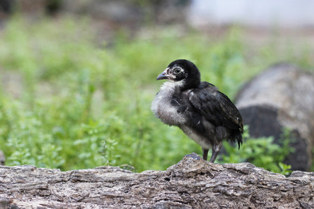 Young one lonelyの写真素材