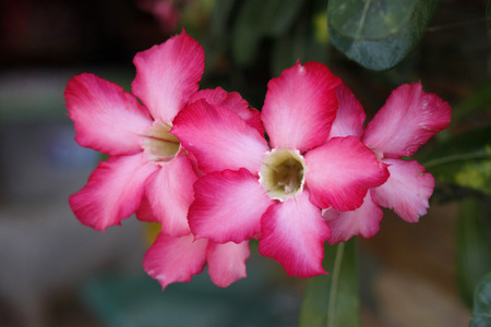 Adenium obesumの写真素材