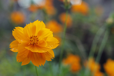 Cosmos flowerの写真素材