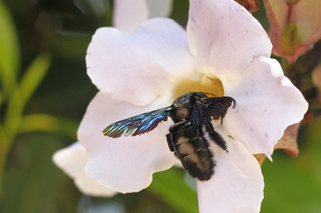 carpenter beesの写真素材