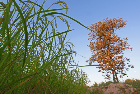 Colorful fieldsの写真素材