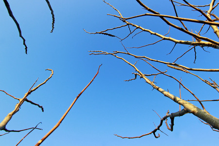 Sky and tree branchessの写真素材