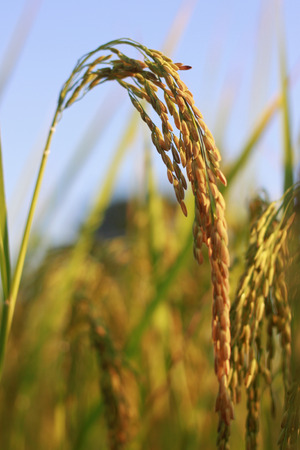 riceの写真素材