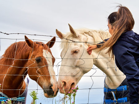 Selective focus on the blue eye and white eyelashes of an alvine horse. Very well kept cremello horse. Young white Caucasian woman feeding horses.の写真素材