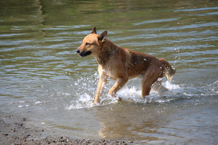 Dog running and playing in the river の写真素材