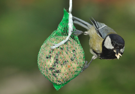 Great Tit  Parus major  foraging on fat feeder の写真素材