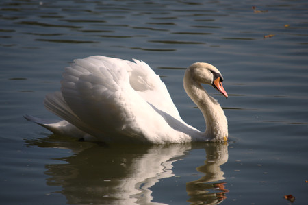 White swan floating on the surface of a pond の写真素材