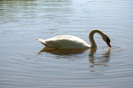 White swan floating on the surface of a pond の写真素材