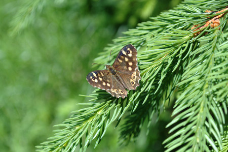 Butterfly sitting on a branch of a conifer.の写真素材
