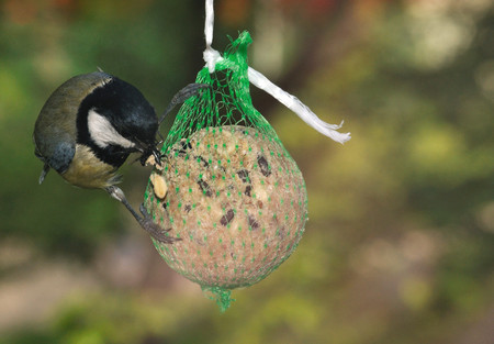 Great Tit (Parus major) foraging on fat feeder.の写真素材