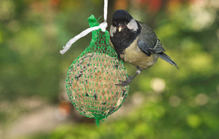 Great Tit (Parus major) foraging on fat feeder.の写真素材