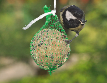 Great Tit (Parus major) foraging on fat feeder.の写真素材