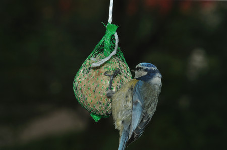 Great Tit (Parus major) foraging on fat feeder.の写真素材
