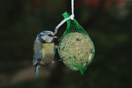 Great Tit (Parus major) foraging on fat feeder.の写真素材