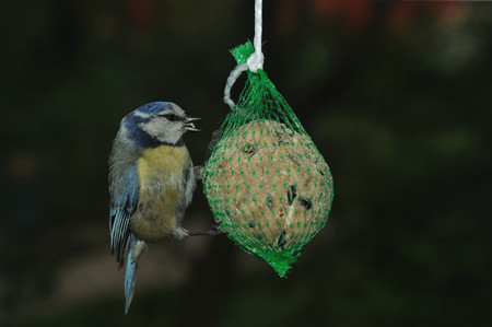 Great Tit (Parus major) foraging on fat feeder.の写真素材