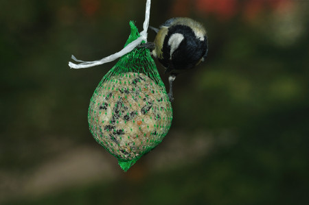 Great Tit  Parus major  foraging on fat feeder の写真素材