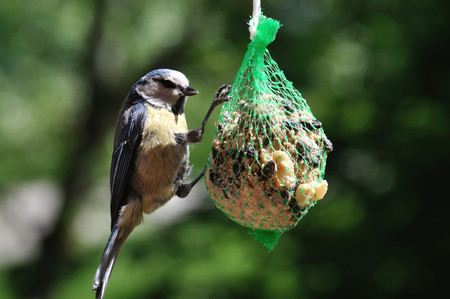 Eurasian blue tit  Cyanistes caeruleus  foraging on fat feeder の写真素材