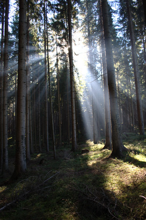 Sun rays shine through the darkness of the forest の写真素材