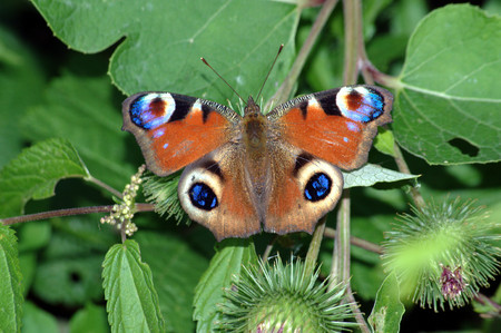 Butterfly sitting on a thistle with green background.の写真素材