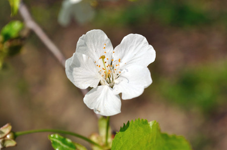 A closeup shot of white flower.の写真素材