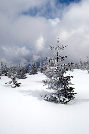 Winter idyll with snowy trees in Beskydy.の写真素材