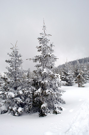 Winter idyll with snowy trees in Beskydy.の写真素材