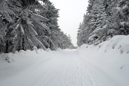 Snowy path between trees in Beskydy.の写真素材