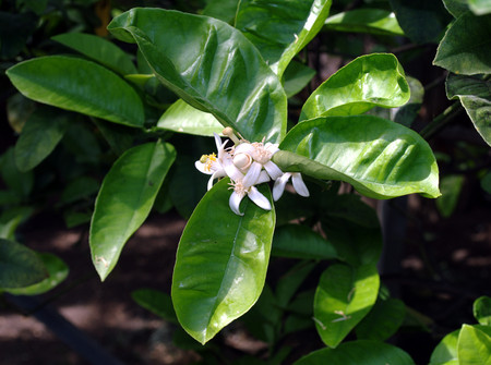 A closeup shot of beautiful white flower.の写真素材