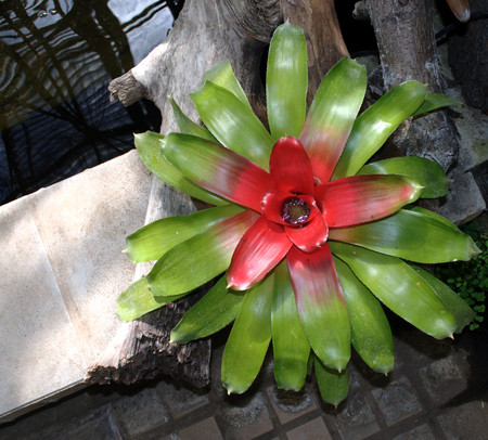 A closeup shot of beautiful flower redgreen.の写真素材