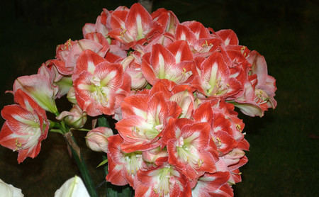 A closeup shot of beautiful red flowers.の写真素材