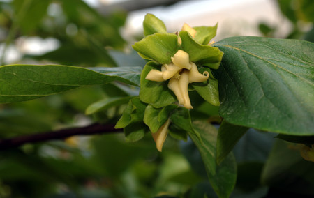 A closeup shot of beautiful yellow flower.の写真素材