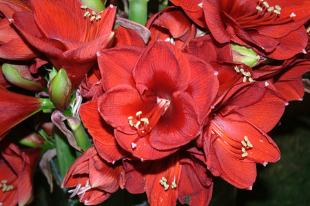 A closeup shot of beautiful red flowers.の写真素材