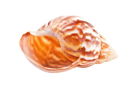 Close-up of sea shell isolated on white background