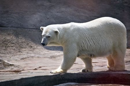 Polar bear. Ursus maritimusの写真素材