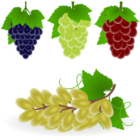 Vector illustration of grapeのイラスト素材