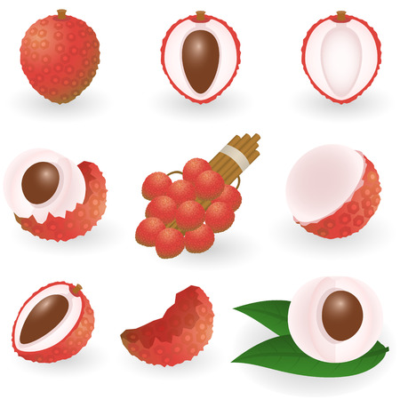 Vector illustration of lycheeのイラスト素材