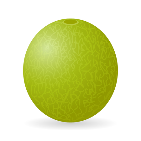A Vector illustration of cantaloupe melon isolated on white backgroundのイラスト素材