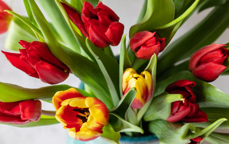 Bouquet of colorful tulips in bright red, orange and yellow colors directly above view, bright...