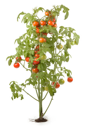 Ripe and green tomatoes on the branches of the bushes, isolated, close-up, generative AI content.の素材