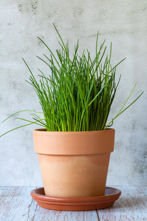 Chives in a clay pot on the wooden tableの写真素材