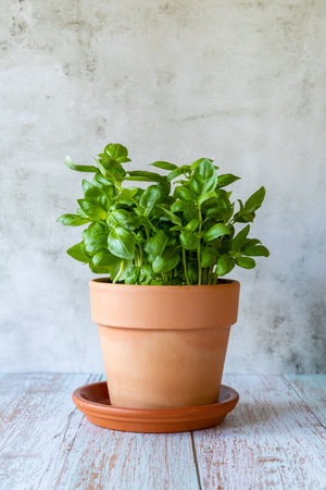 Basil in a clay pot on the wooden tableの写真素材