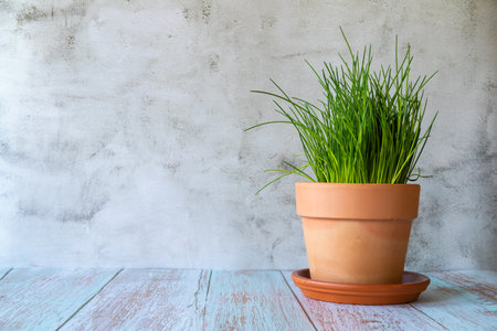 Chives in a clay pot on the wooden tableの写真素材
