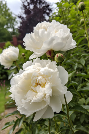 Close up of flowers peonies in white color. Beautiful peony bush in the garden, generative AI content.の素材