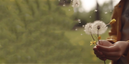 Small bouquet of dandelion in hands, macro, generative AI content, banner.の素材