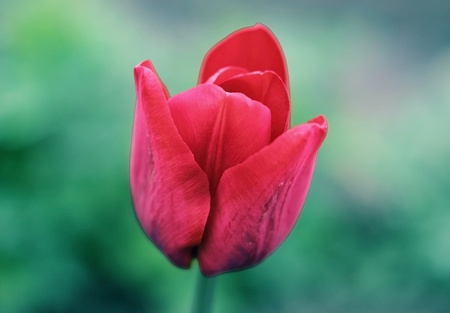 Lonely flower a red tulip close upの写真素材